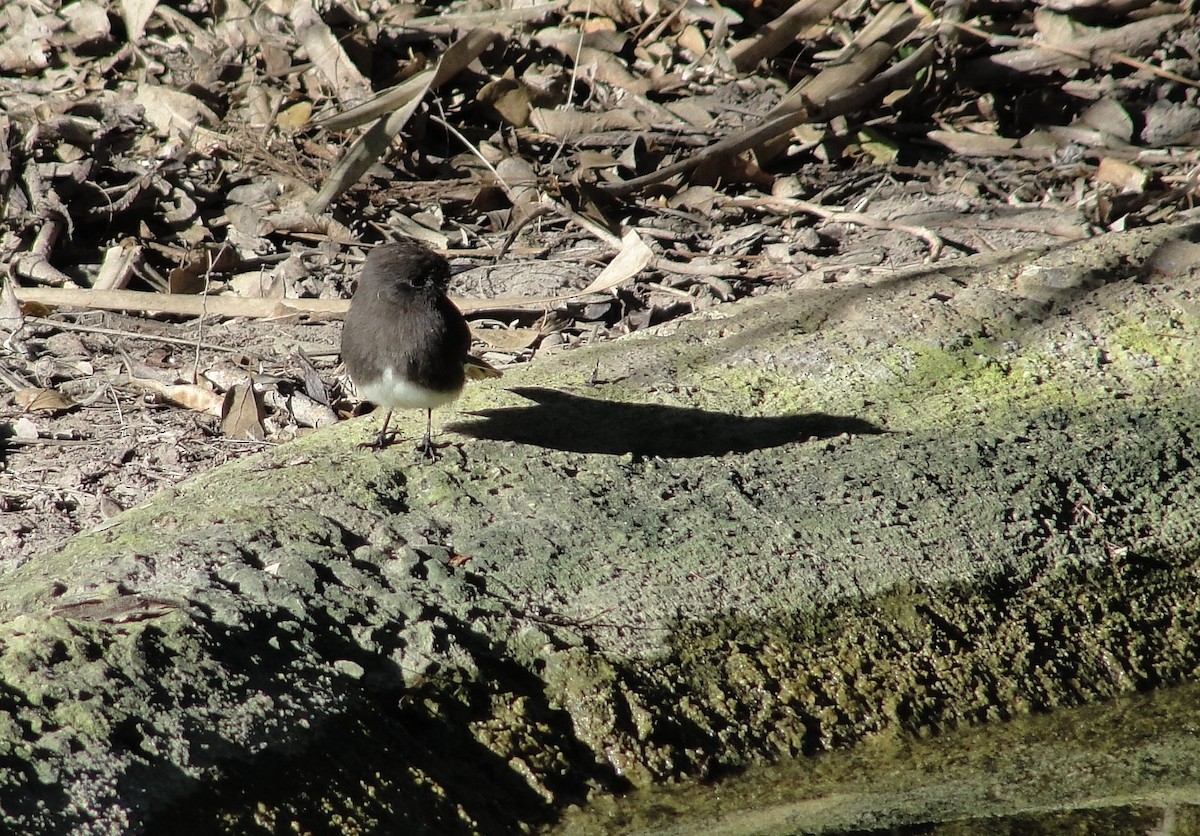 Black Phoebe - ML290298161