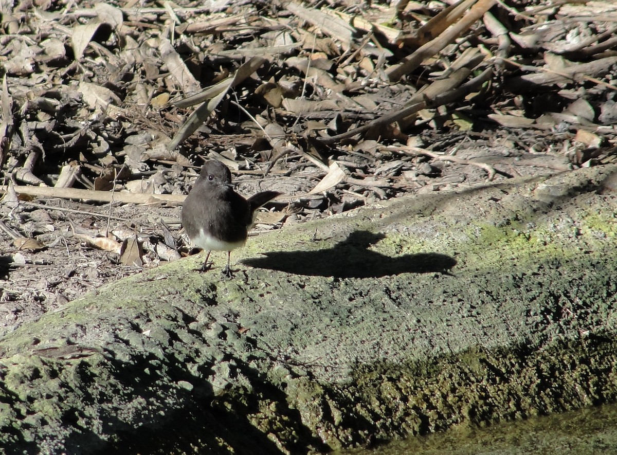 Black Phoebe - ML290298171