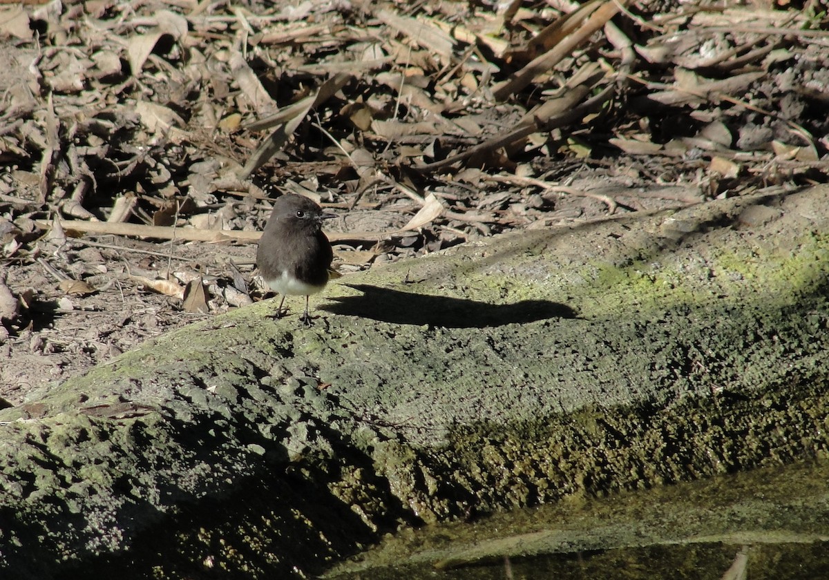 Black Phoebe - ML290298181