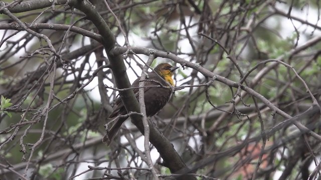 Yellow-headed Blackbird - ML290301531