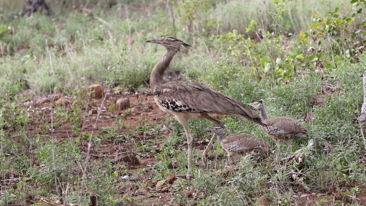 Kori Bustard - ML290301841