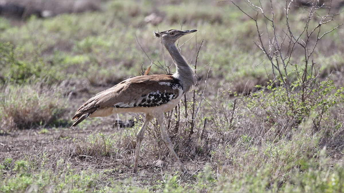 Kori Bustard - ML290301931