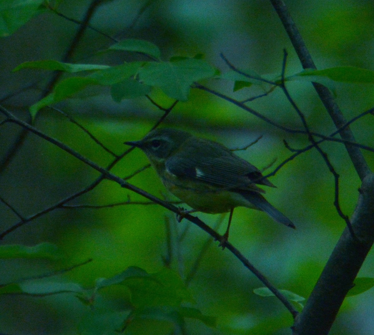 Black-throated Blue Warbler - ML29030301