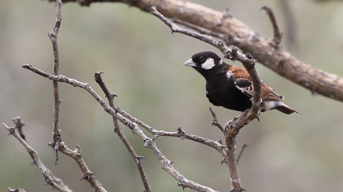 Chestnut-backed Sparrow-Lark - ML290303011