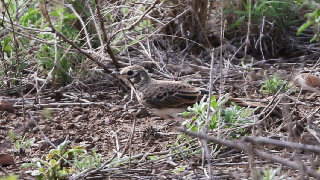 Dusky Lark - ML290304821