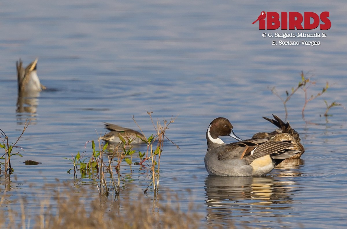 Northern Pintail - C. Salgado-Miranda & E. Soriano-Vargas