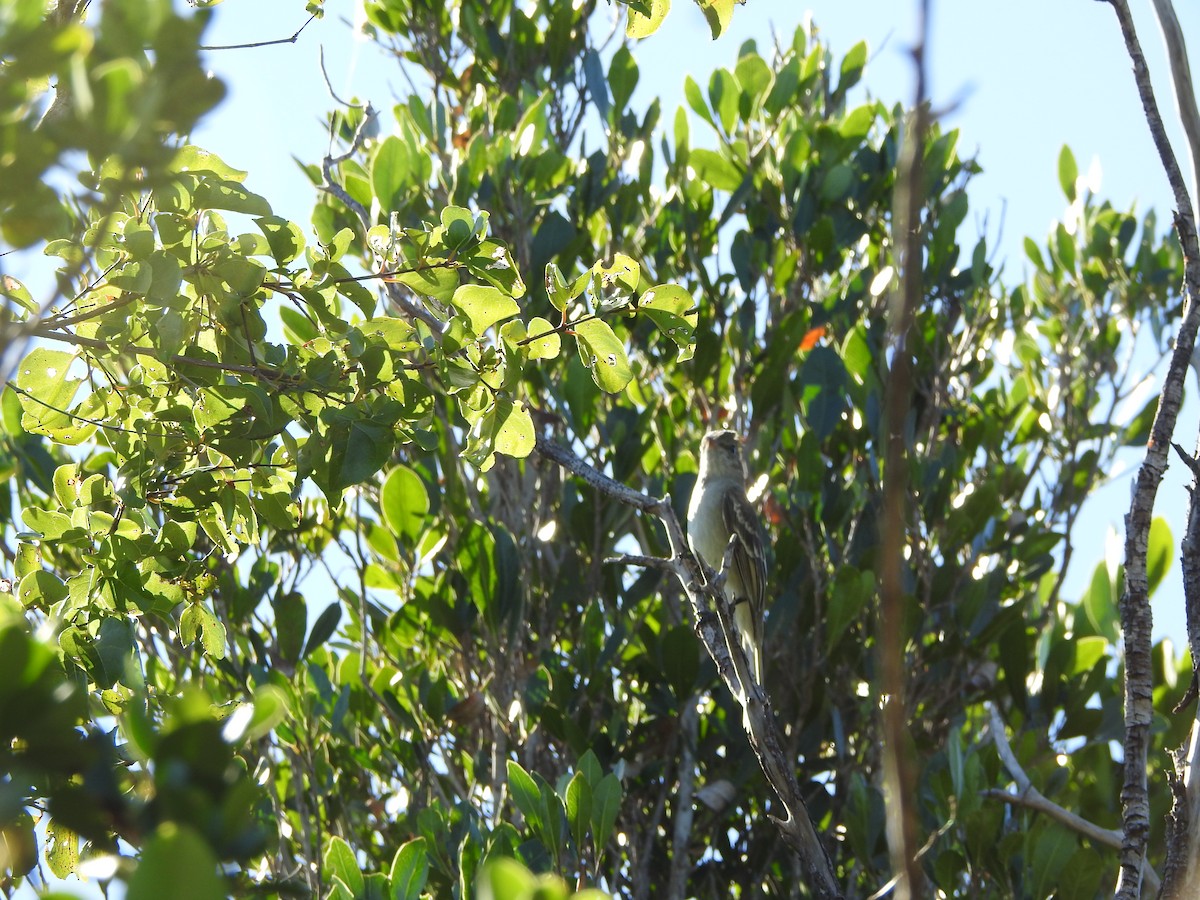 Caribbean Elaenia - Rebecca Peters