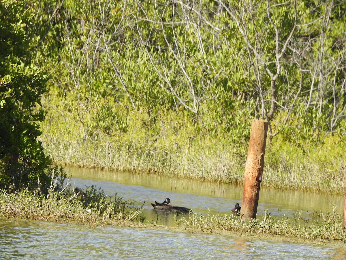 Blue-winged Teal - ML290309631