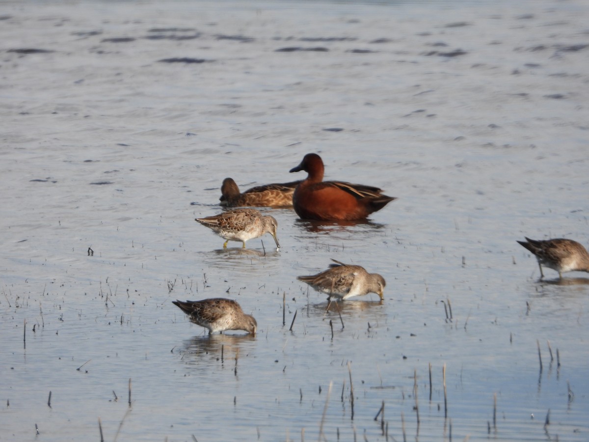 Cinnamon Teal - Howard Friedman