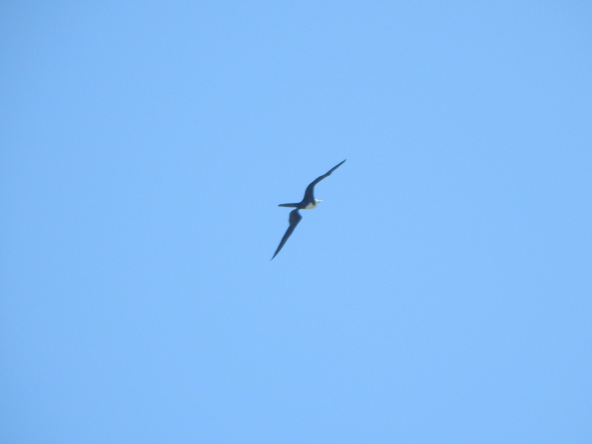 Magnificent Frigatebird - ML290310161