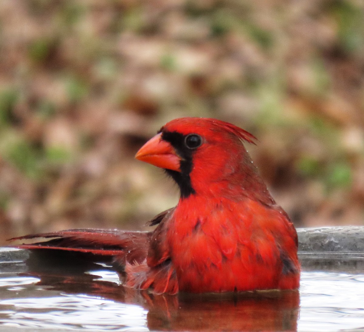 Cardinal rouge - ML290310221