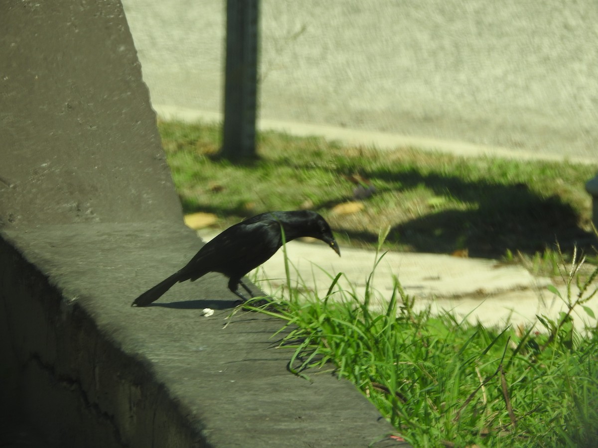 Shiny Cowbird - Rebecca Peters