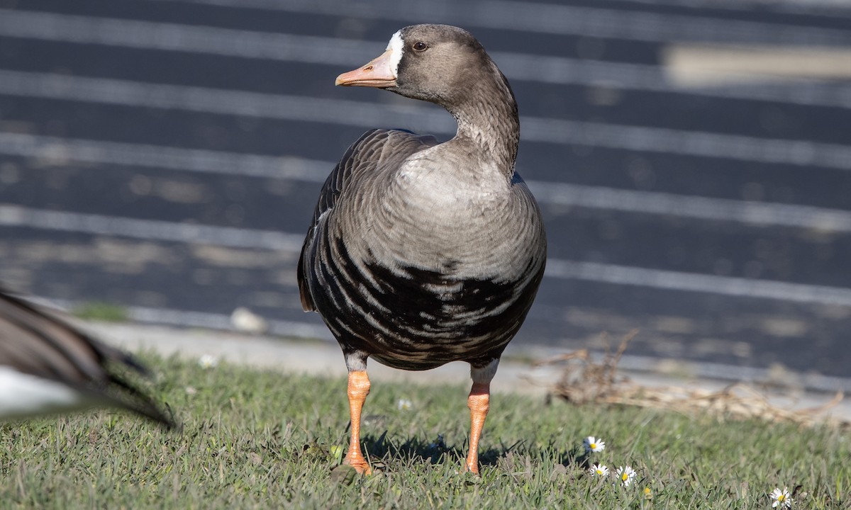 husa běločelá (ssp. gambelli/sponsa) - ML290311401