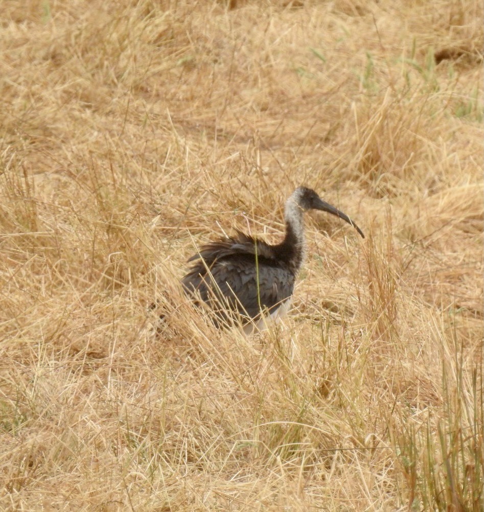 ibis slámokrký - ML290312371