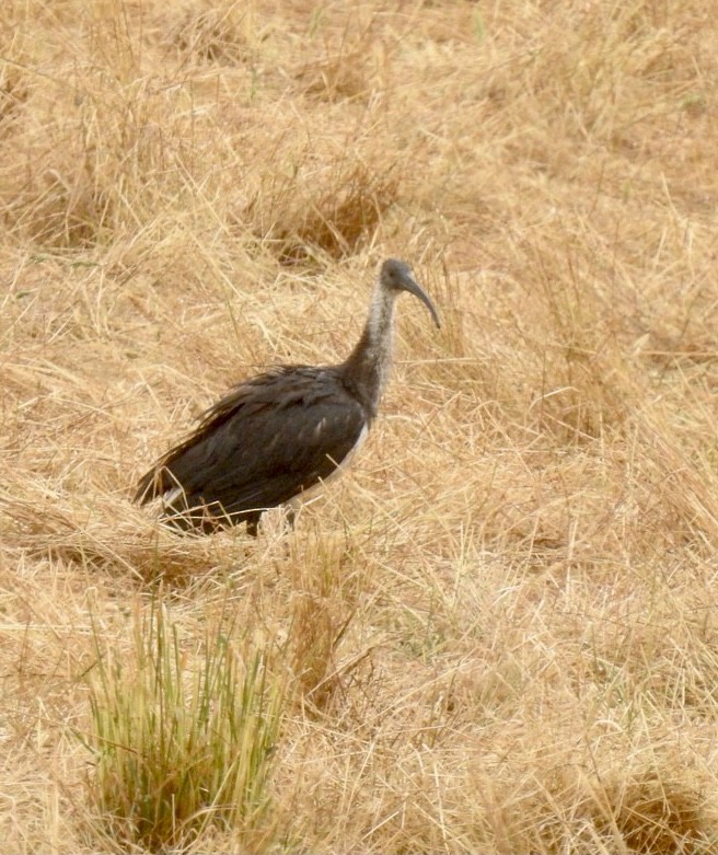 ibis slámokrký - ML290312381