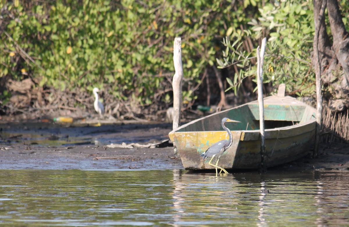 Tricolored Heron - ML290314771