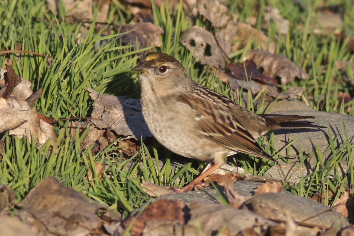 Golden-crowned Sparrow - ML290314791
