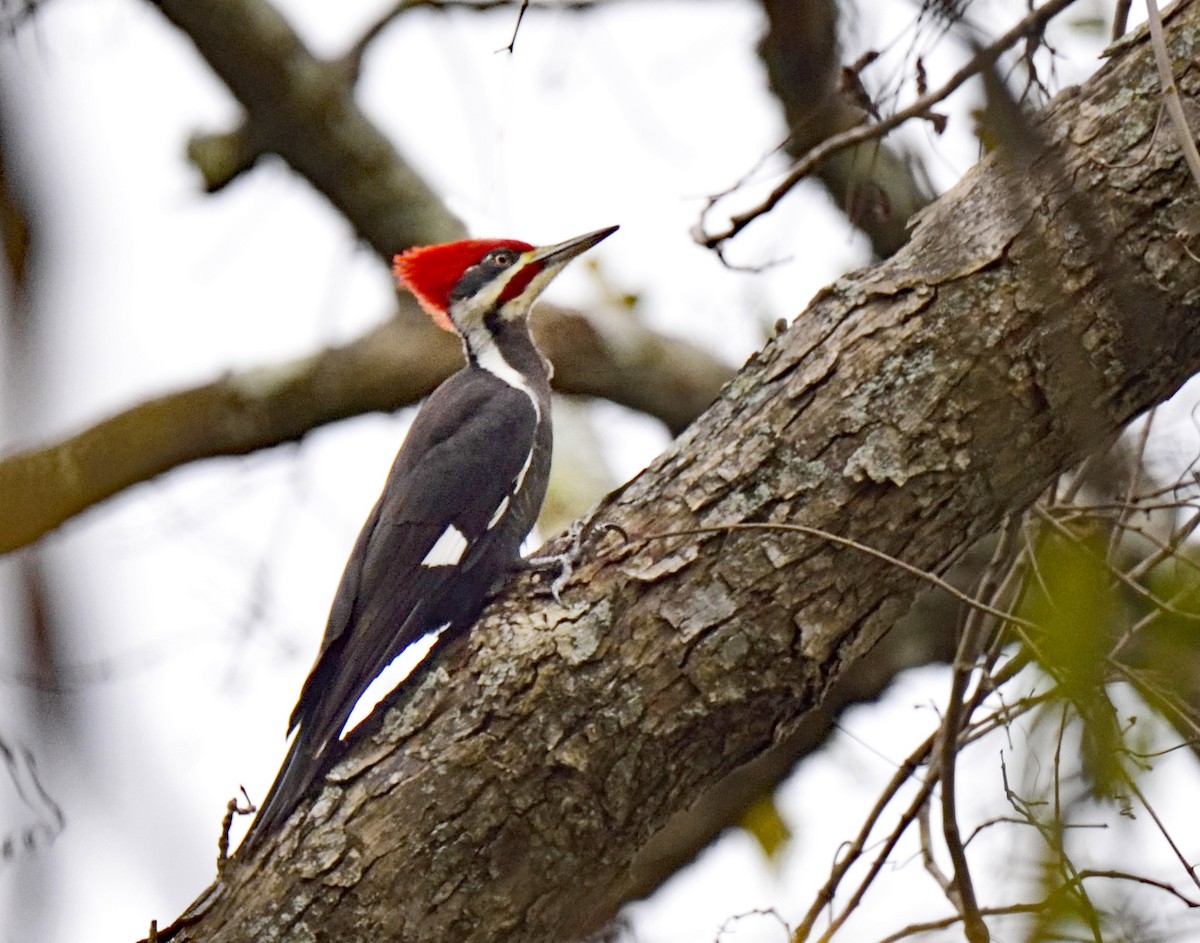 Pileated Woodpecker - ML290315211