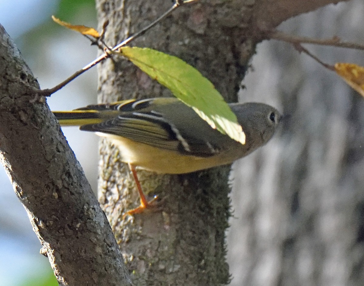 Ruby-crowned Kinglet - ML290315421