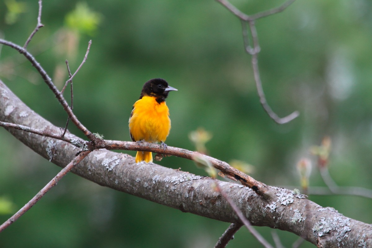 Baltimore Oriole - ML29031741