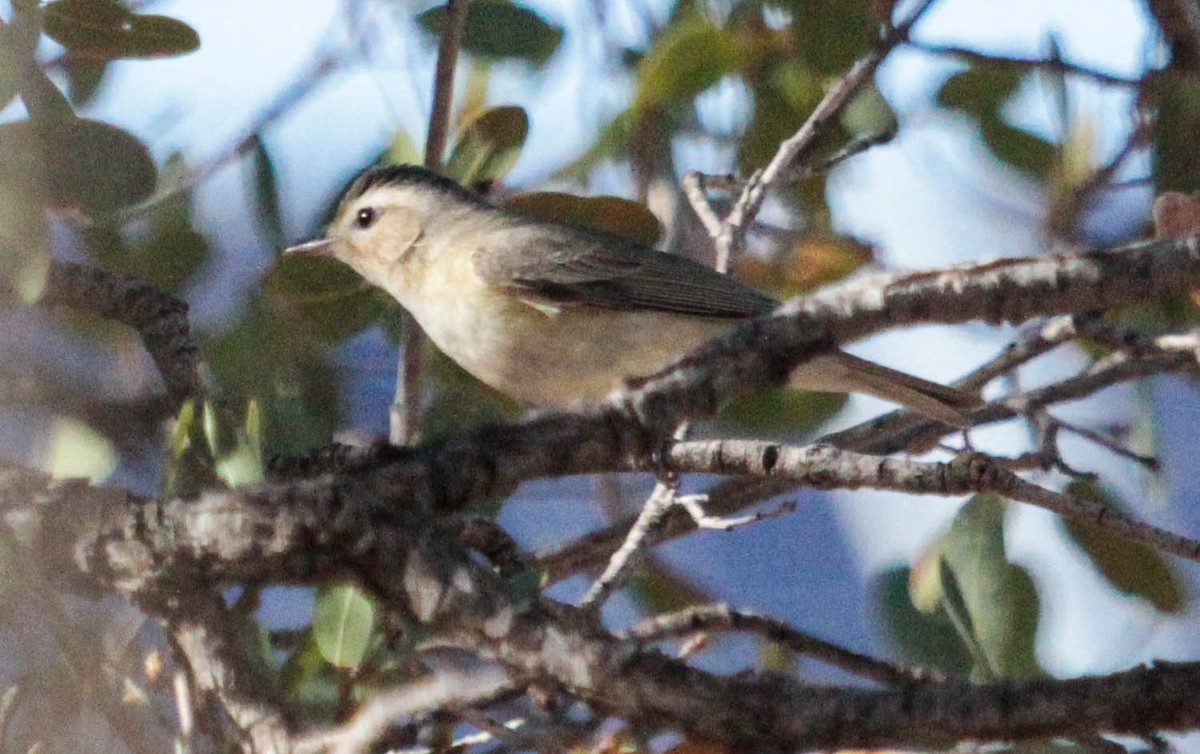 Sängervireo [swainsoni-Gruppe] - ML29031791