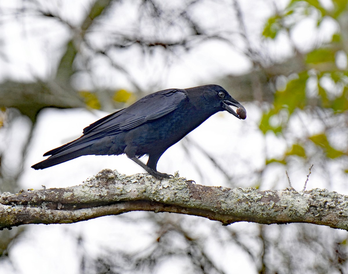 American Crow - ML290318751