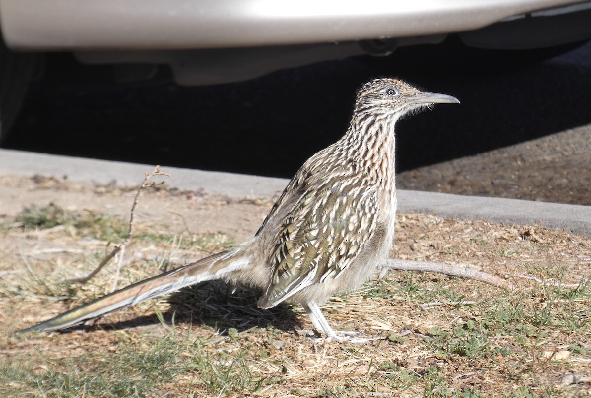 Greater Roadrunner - ML290319401