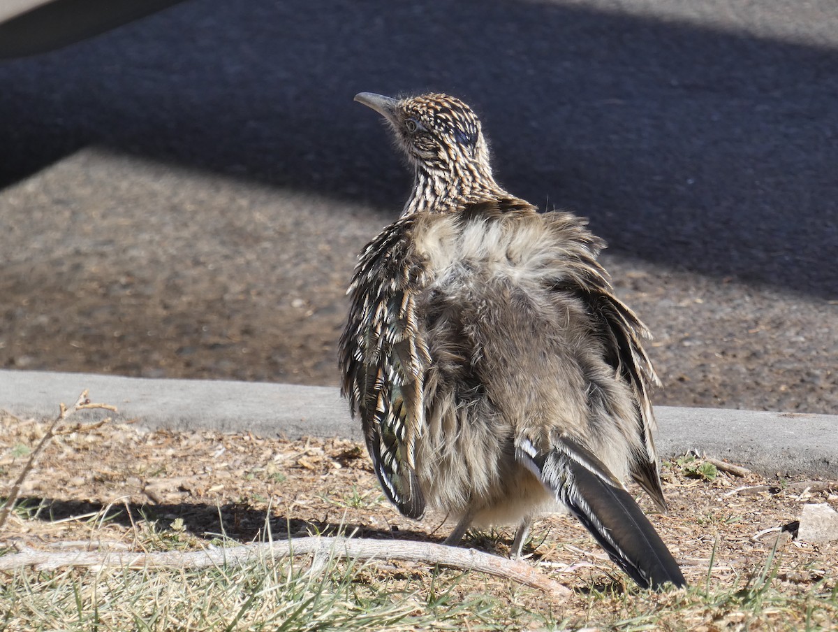 Greater Roadrunner - ML290319421