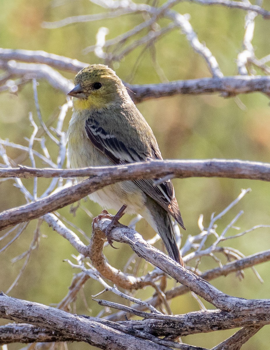 Lesser Goldfinch - Chris Tosdevin