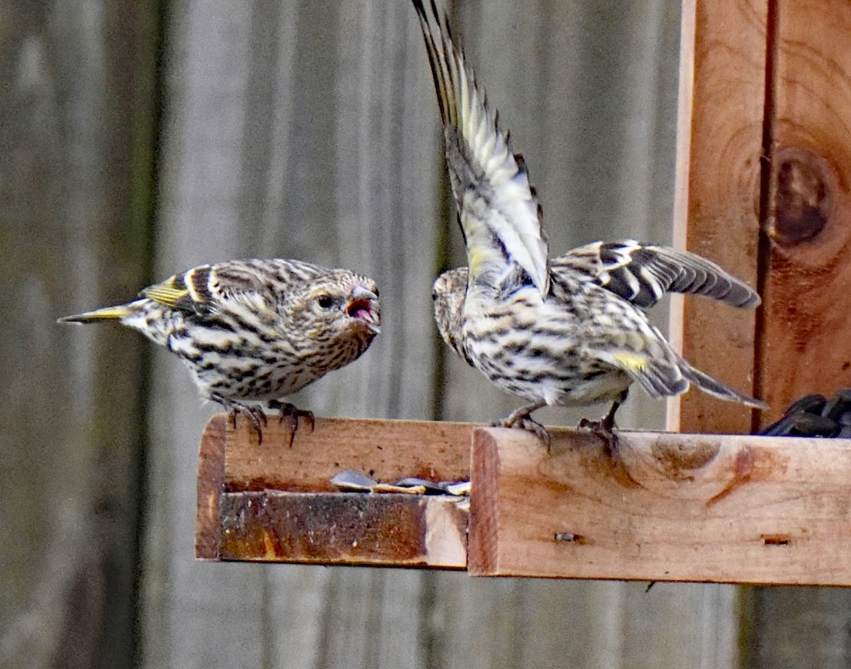 Pine Siskin - ML290320621