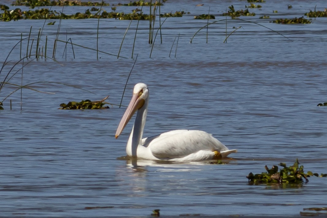 American White Pelican - ML290321711