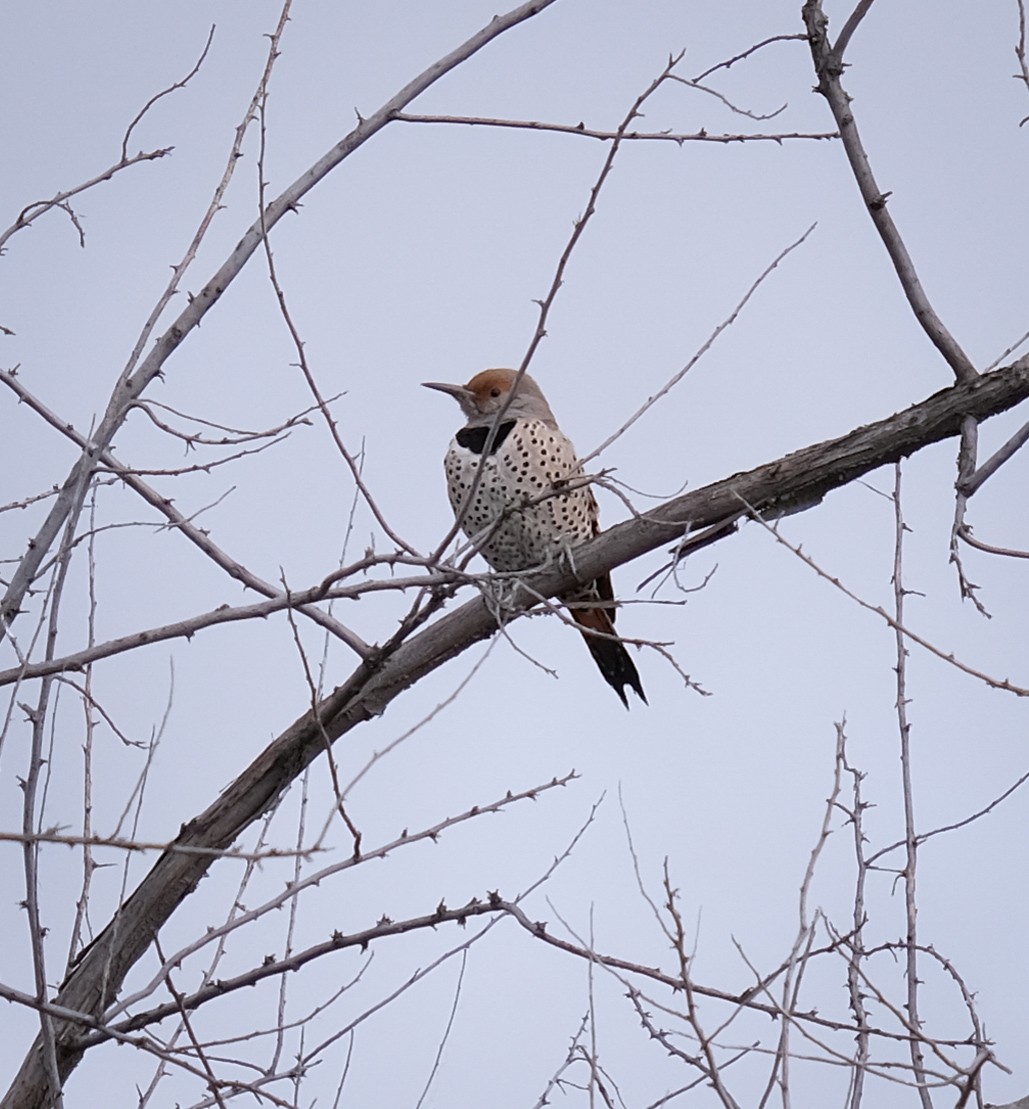 Northern Flicker (Red-shafted) - ML290322151