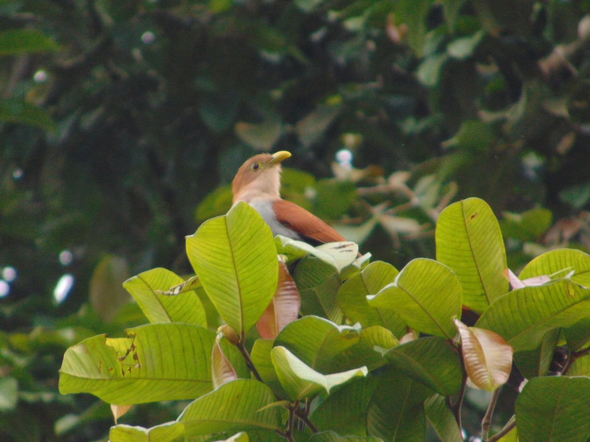 Squirrel Cuckoo - ML290322761