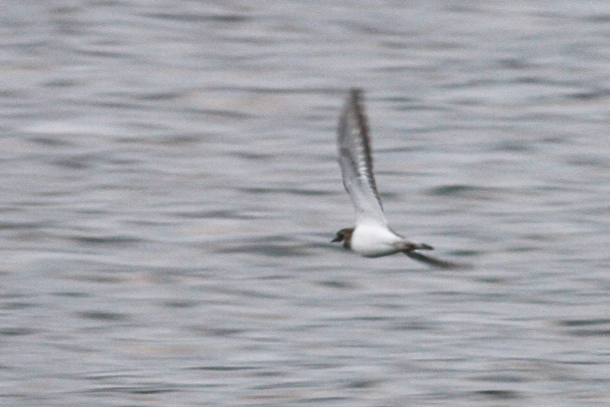 Killdeer - ML290324141