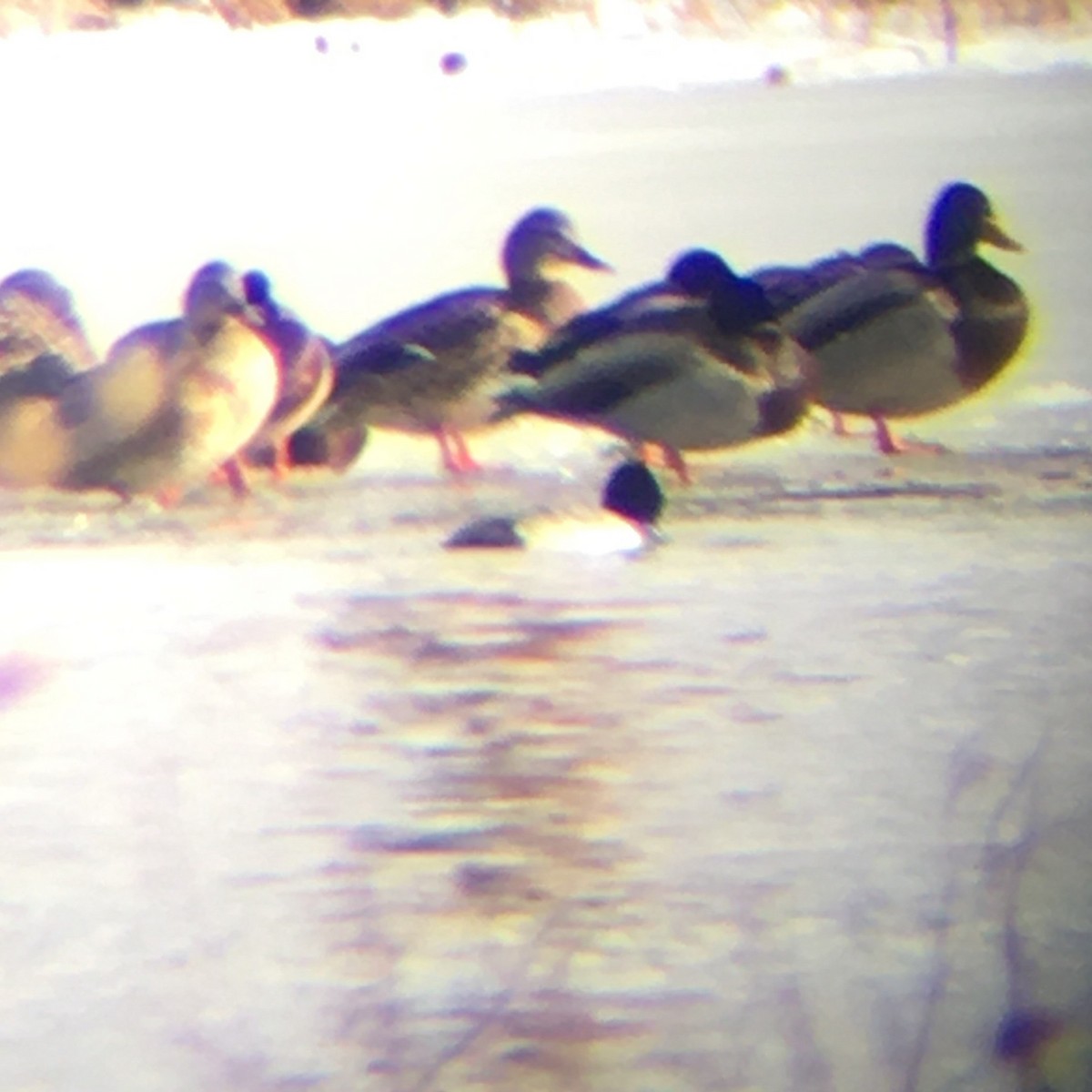 Greater Scaup - ML290324171