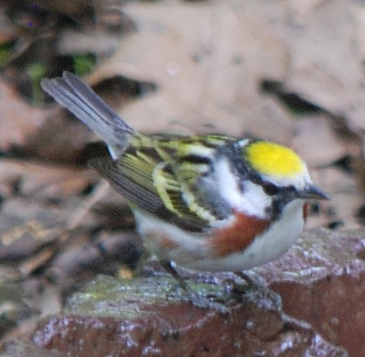 Paruline à flancs marron - ML29032431
