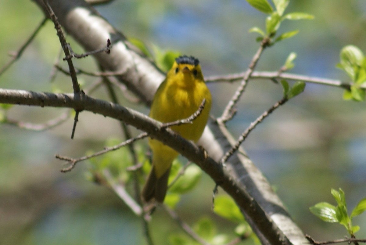 Wilson's Warbler - ML29032451