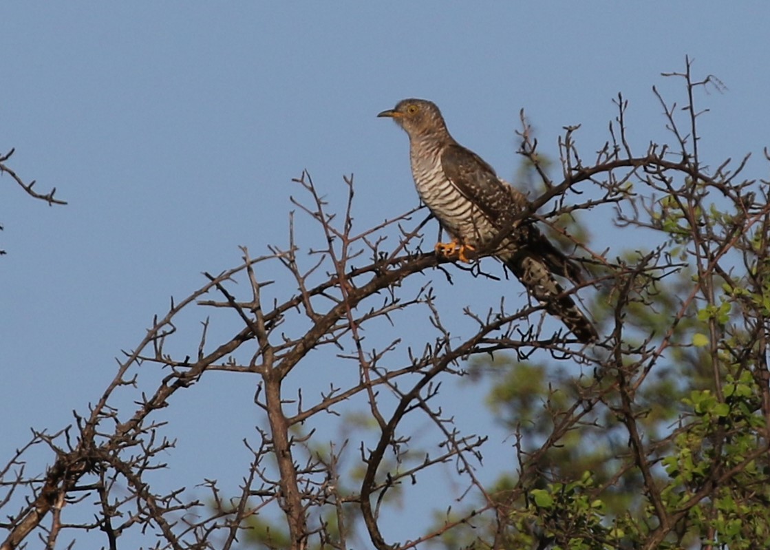 African Cuckoo - Dean LaTray