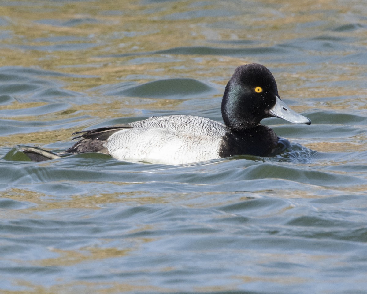 Lesser Scaup - ML290325041