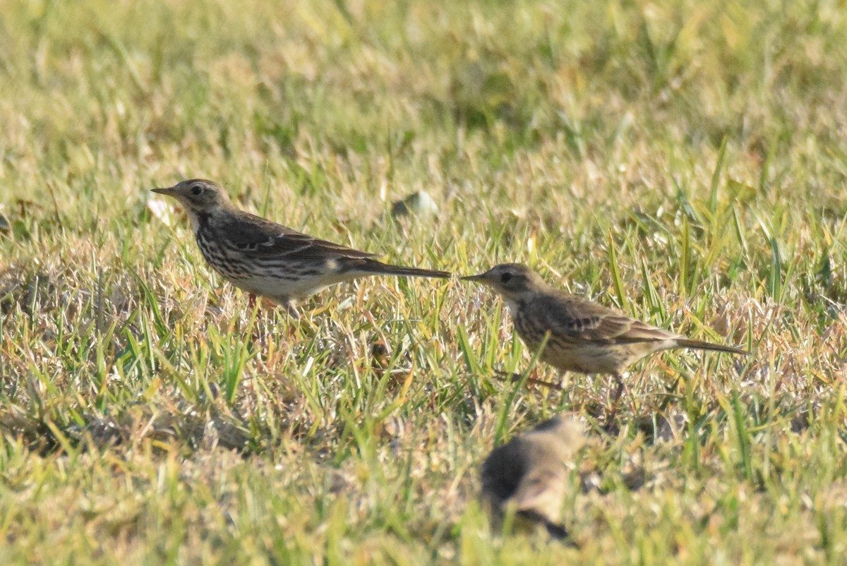 American Pipit (japonicus) - Naresh Satyan