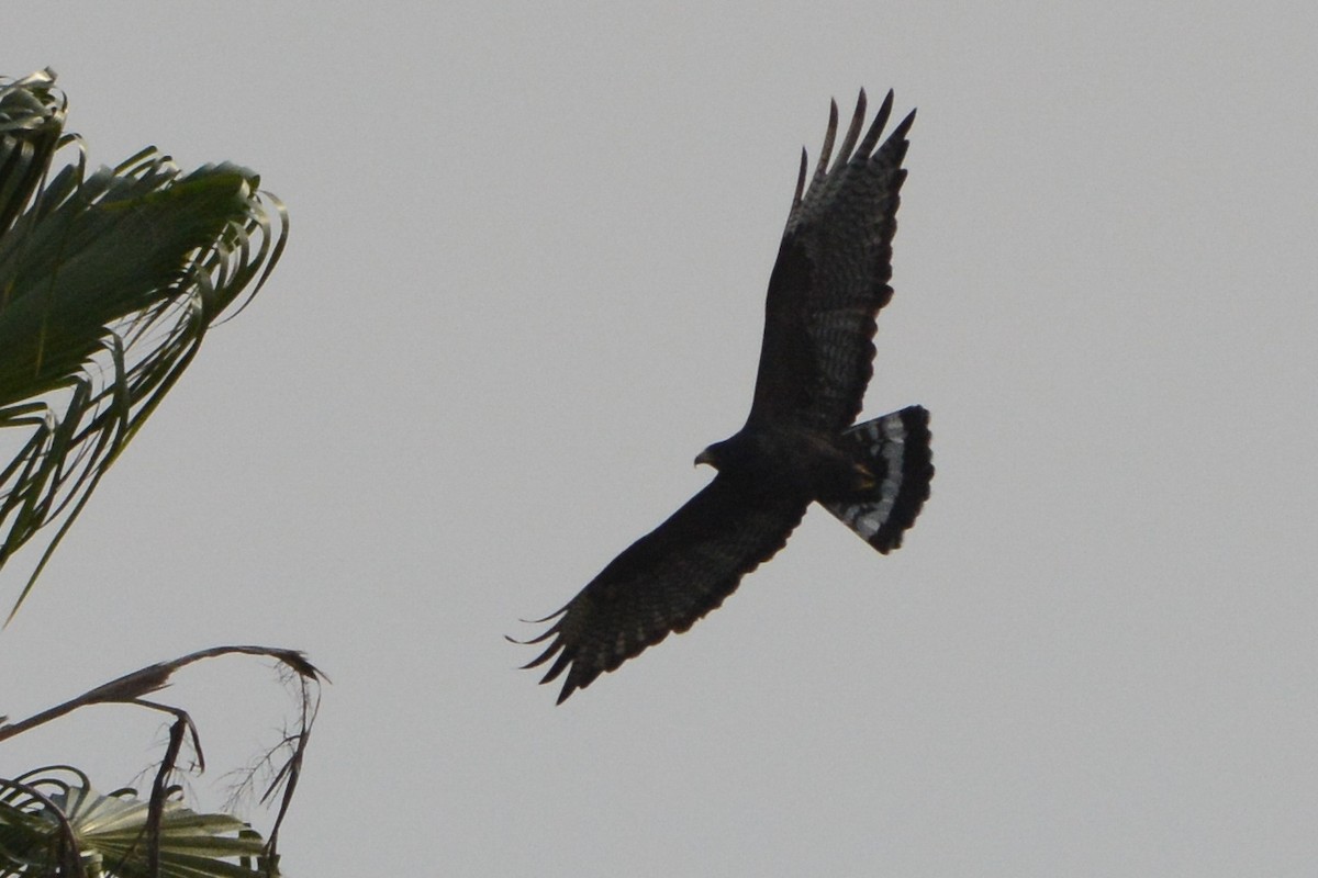Zone-tailed Hawk - ML290327101