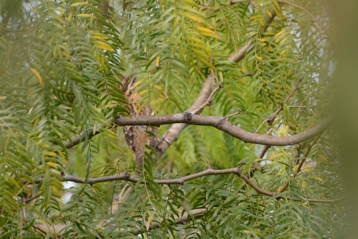 Rose-breasted/Black-headed Grosbeak - ML290327221