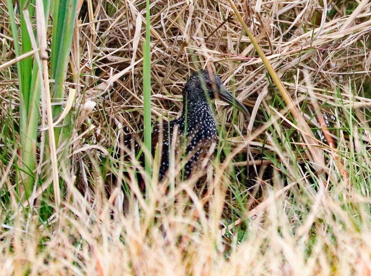 Fleckenralle - ML290327241