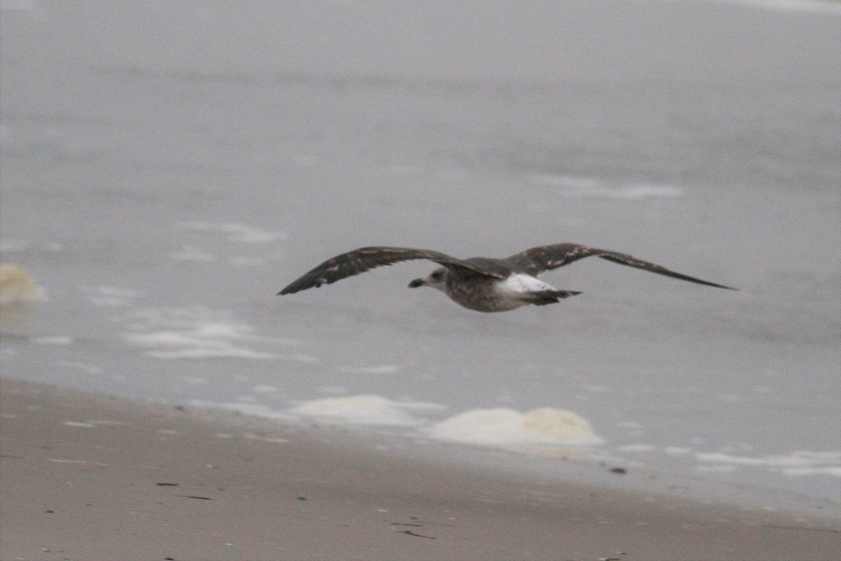 Lesser Black-backed Gull - ML290328791