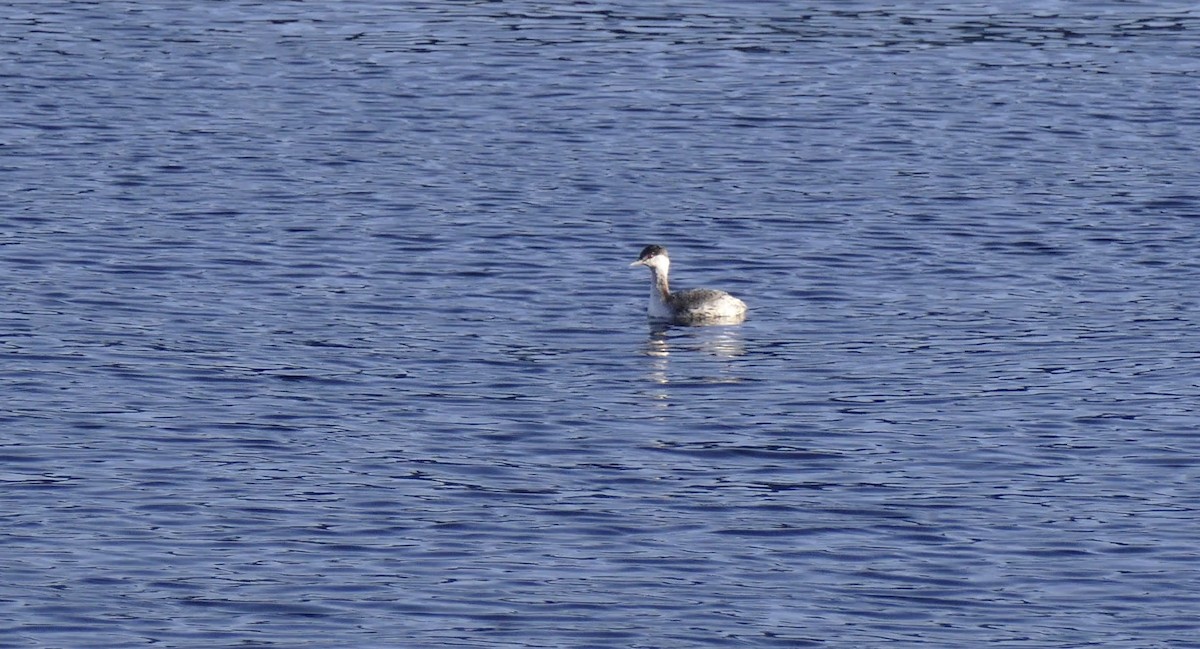 Horned Grebe - ML290331411