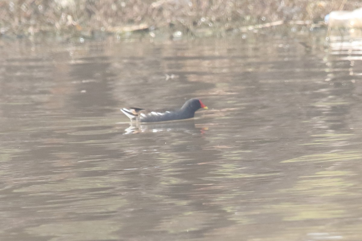 Gallinule poule-d'eau - ML290331691