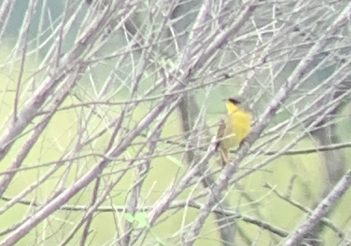 Gray-crowned Yellowthroat - Caleb Strand