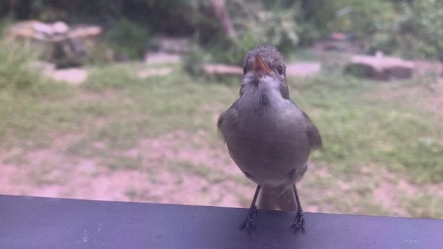 Northern Beardless-Tyrannulet - ML290333041