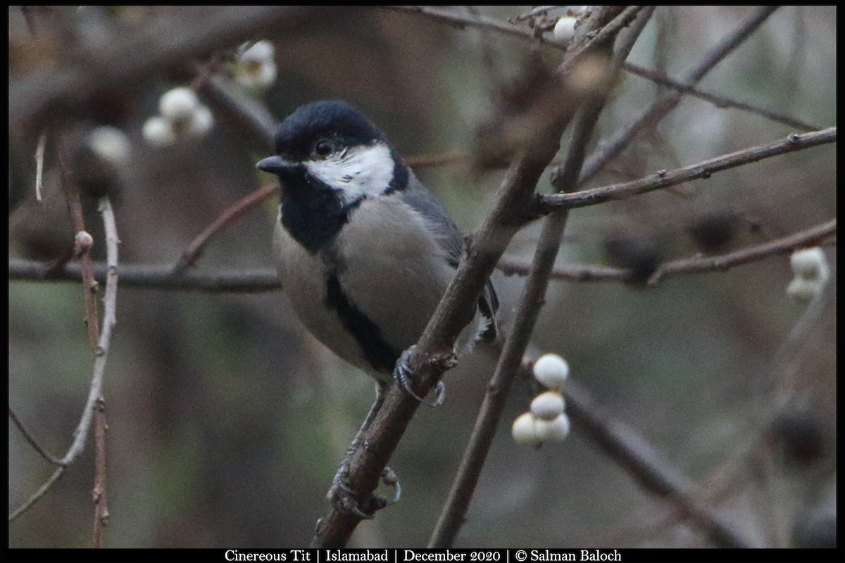 Cinereous Tit - Salman Baloch