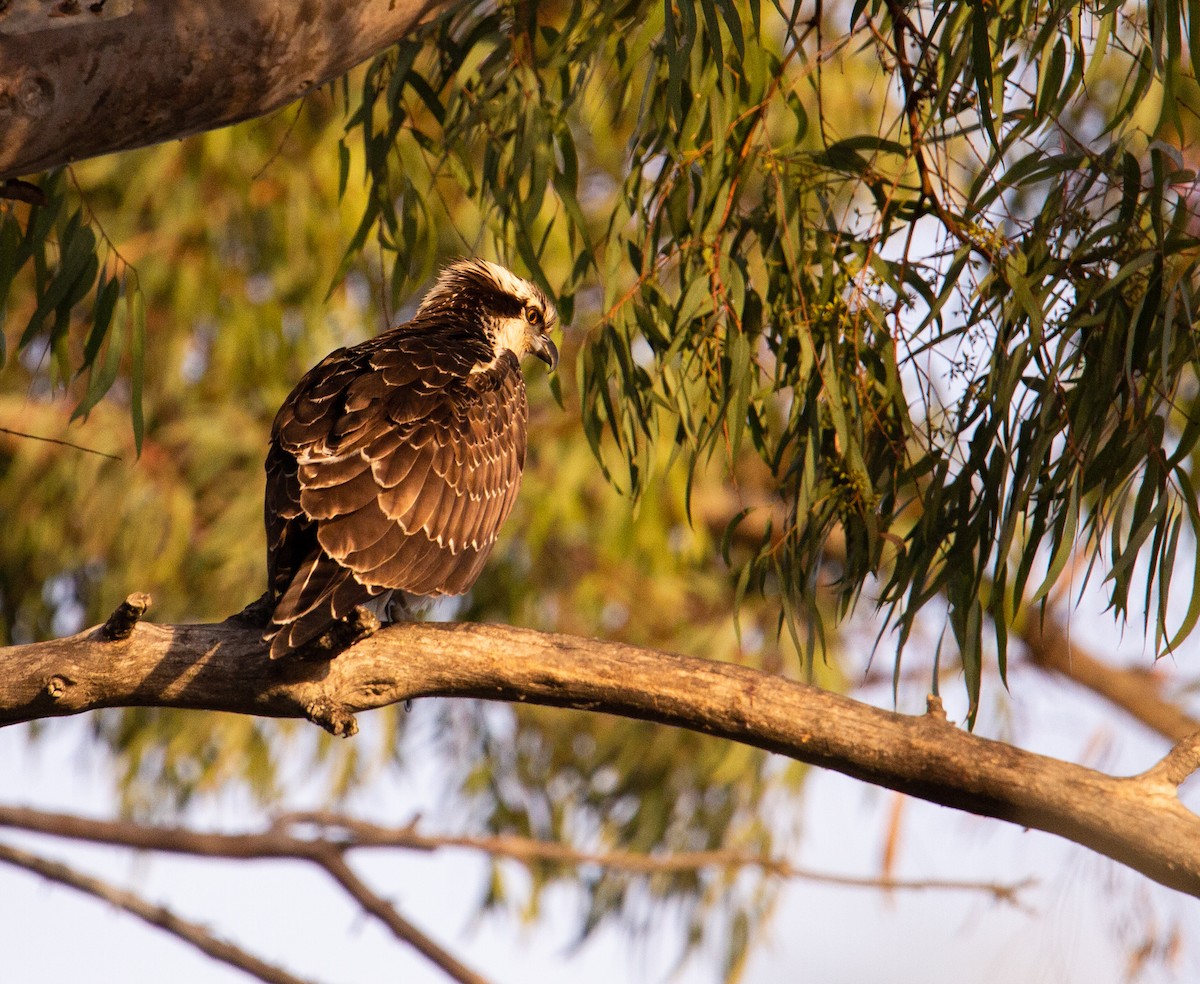 Osprey - ML290339021